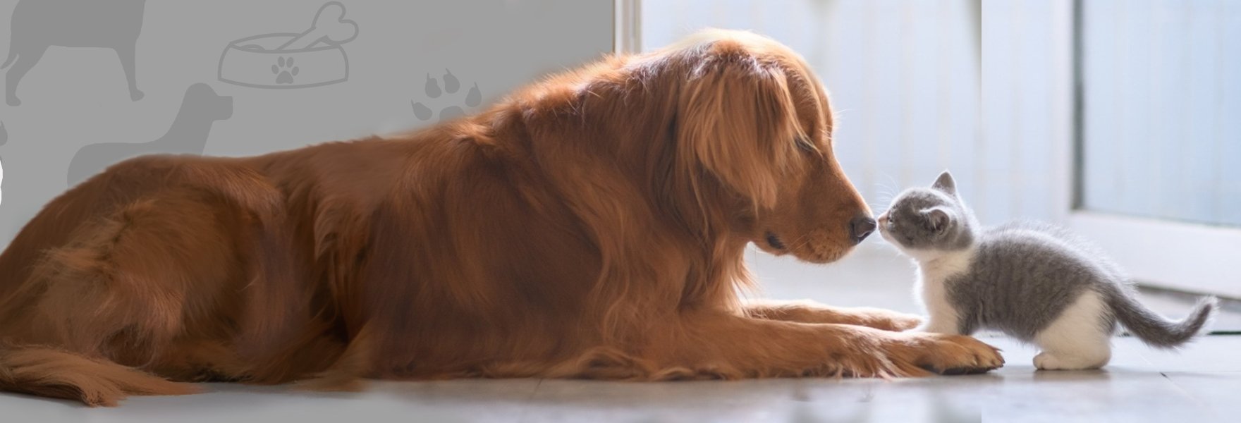 A golden retriever and a kitten touching noses, from the AWOOF brand banner