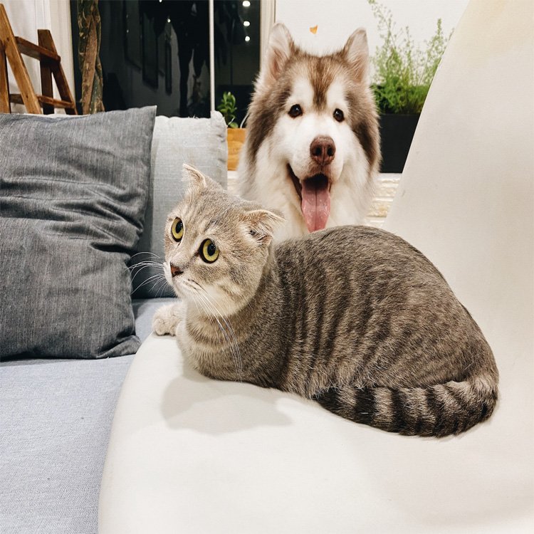 A husky and a tabby cat relaxing together on the sofa